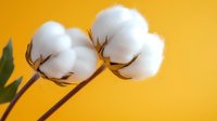 Two fluffy white cotton bolls with brown stems against vibrant yellow background for natural textile and organic farming concepts.