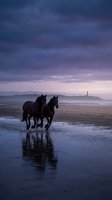Two black horses galloping on wet beach sand at twilight with dramatic purple sky and ocean waves creating romantic coastal scene.