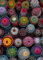 Colorful collection of blooming cactus plants in small terracotta pots viewed from above, featuring vibrant pink, yellow, red and white flowering specimens.