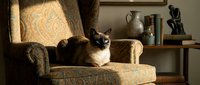 Siamese cat relaxing on upholstered armchair with patterned fabric in warm, neutral home interior setting with decorative accessories.