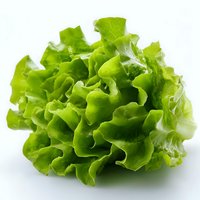 Fresh green butter lettuce head with crisp wavy leaves isolated on white background, ready for salad preparation and food photography.