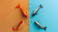 Artistic split composition with orange koi fish and gray dolphins mirroring each other against contrasting orange and blue backgrounds, creating visual harmony and balance.