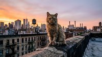 Tabby cat sitting on urban rooftop ledge during golden hour sunset with city skyline and industrial buildings in background creating dramatic atmospheric scene.