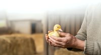 Farmer holding yellow duckling in hands on rural farm with barn and hay in background, agricultural livestock care and poultry farming concept.