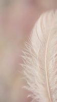 Soft pink feather close-up with delicate texture and gentle lighting for spa, wellness, beauty and feminine design projects.