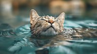 Swimming cat with closed eyes floating peacefully in turquoise water, whiskers visible above surface, creating ripples and reflections in summer pool.