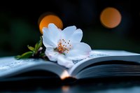 White flower with delicate petals and golden stamens resting on open book pages against dark background with warm bokeh lights, symbolizing knowledge and nature connection.