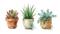 Watercolor illustration of three potted succulents and cacti plants in terracotta and woven containers, isolated on white background for design projects.