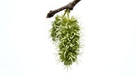 Hanging moss plant on branch isolated on white background, ready for botanical and nature design projects.