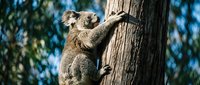 Adorable koala bear climbing eucalyptus tree trunk in natural habitat with blurred forest background for wildlife and nature projects.