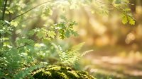 Sunlight filtering through green forest foliage creating natural bokeh effect with warm golden rays illuminating leaves and branches in peaceful woodland setting.