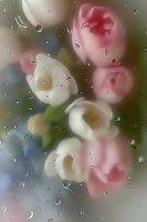Delicate pink and white flowers behind rain-covered glass create dreamy, soft-focus effect with water droplets catching light for romantic atmosphere.