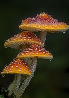 Vibrant orange amanita muscaria mushrooms with white spots and water droplets against dark background, captured in macro photography showing detailed texture.