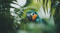 Blue and gold macaw parrot peering through lush green tropical foliage in natural habitat, creating mysterious jungle atmosphere with selective focus and bokeh effect.