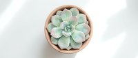Small green succulent plant in terracotta pot on white background, top view. Houseplant for home decor and gardening projects.