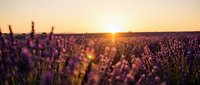 Lavender field at golden hour sunset with purple flowers in soft focus creating dreamy bokeh effect. Peaceful countryside landscape for relaxation and aromatherapy.