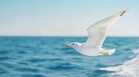 White seagull flying over blue ocean waves with spread wings against clear sky background, capturing graceful motion and maritime atmosphere.