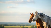 Two horses standing together in golden sunset light overlooking pastoral countryside landscape with soft clouds in peaceful rural setting.