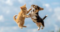 Orange tabby kitten and tricolor puppy playfully jumping together against blue cloudy sky background, perfect for pet care and friendship concepts.