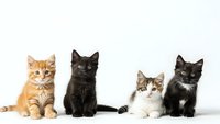 Four adorable kittens sitting in row on white background, orange tabby, black, calico and tuxedo breeds. Isolated pet portrait for design projects.