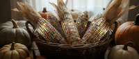 Colorful Indian corn ears with husks in wicker basket surrounded by autumn pumpkins and gourds for seasonal harvest decoration and Thanksgiving display.