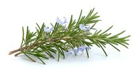 Fresh rosemary herb sprig with purple flowers isolated on white background for culinary cooking seasoning and natural medicine aromatherapy design projects.