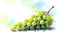 Watercolor painting of fresh green grapes bunch with stem on white background, artistic fruit illustration for kitchen decor and culinary designs.
