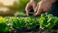 Farmer hands harvesting fresh green lettuce leaves from organic garden bed with smartphone technology for modern agriculture monitoring.