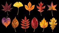 Colorful autumn leaves collection isolated on transparent background, ready for t-shirt design, stickers, clipart, print on demand, and sublimation projects.