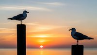 Two seagulls perched on wooden posts during golden hour sunset over calm ocean waters with warm orange and pink sky colors reflecting on sea surface.