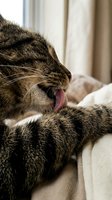 Tabby cat with mouth open and tongue out, grooming its paw while resting on a beige blanket indoors near window curtains. Pet care and feline behavior.