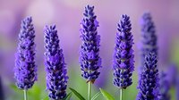 Vibrant purple lavender flowers in bloom against soft blurred background, showcasing aromatic herb used in essential oils, cosmetics, and home decor.