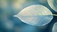 Delicate white leaf skeleton with intricate vein patterns on blurred teal background showcases nature's detailed architecture and organic textures for wellness designs.