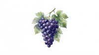 Watercolor grape cluster with green leaves on white background, isolated fruit for wine industry designs and culinary projects.