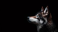 Dramatic side profile of a majestic wolf with piercing blue eyes against dark background, highlighting wild nature and primal beauty in atmospheric lighting.
