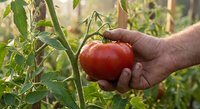 Hand picking fresh ripe red tomato from vine in organic garden during harvest season. Sustainable farming and homegrown vegetables concept for healthy eating.