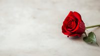 Single red rose lying on light marble surface with soft focus background, romantic symbol of love and passion, elegant floral composition for Valentine's Day or anniversary.
