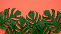 Tropical monstera leaves with split foliage arranged on coral background, isolated design element for botanical themes, nature graphics, and summer projects.