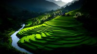 Vibrant green terraced rice fields curve along winding river in mountainous Asian landscape, dramatic morning light creates striking shadows on agricultural steps.