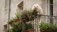 Fluffy white cat perched on ornate balcony railing surrounded by blooming purple flowers and potted plants against weathered stone building facade.