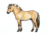 Tan horse with dark mane and tail standing in profile on white background, isolated and ready for design use on apparel, posters, and educational materials.