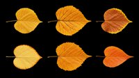 Autumn leaves in various shades of yellow, orange and brown isolated on transparent background. Ready for design use including t-shirts, clipart, stickers, print-on-demand and sublimation projects.