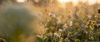 Spider web with morning dew drops glistening in golden sunrise light among wildflowers and grass creating magical natural bokeh background for nature themes.