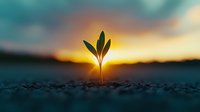 Young green plant sprout growing from soil against dramatic sunset sky background, symbolizing hope, growth, new beginnings and environmental sustainability.