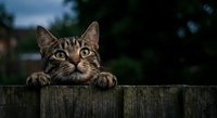 Adorable tabby kitten peeking over wooden fence with bright green eyes and striped fur pattern in outdoor garden setting for pet and animal content.