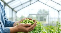 Farmer holding fresh green peas in hands inside greenhouse with growing plants in background, sustainable agriculture and organic farming concept.