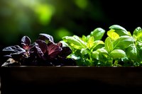 Fresh basil herbs growing in wooden planter box with purple and green varieties in natural sunlight for organic gardening and culinary cooking.