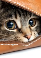 Curious cat peeking through brown leather bag opening, close-up view of expressive eyes and nose, showing playful hiding behavior typical for domestic cats.