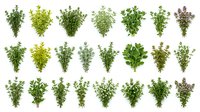 Fresh herb bunches collection isolated on white, featuring thyme, oregano, sage and marjoram varieties for culinary and botanical design use.