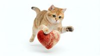 Playful ginger cat leaping with a red heart on white background, isolated for Valentine's Day, pet love, and greeting card design.